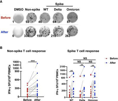 Non-spike and spike-specific memory T cell responses after the third dose of inactivated COVID-19 vaccine